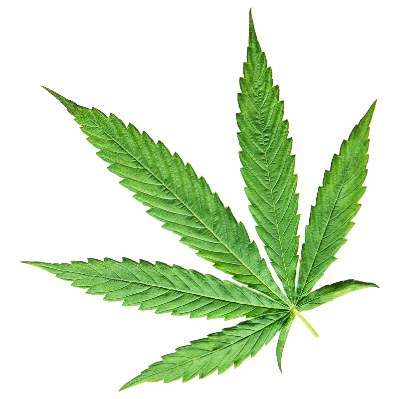 canabisblad CBD
