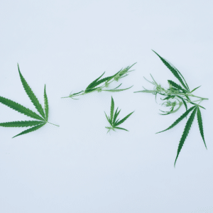 Alt du bør vide om CBD